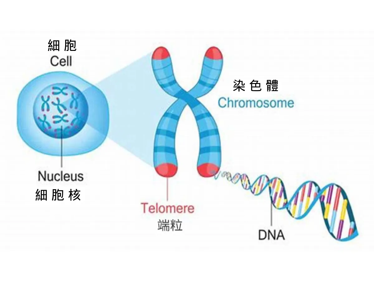 端粒（Telomere）是一段位於染色體末端的特殊DNA序列